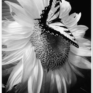 Meet your Posher, Ruth